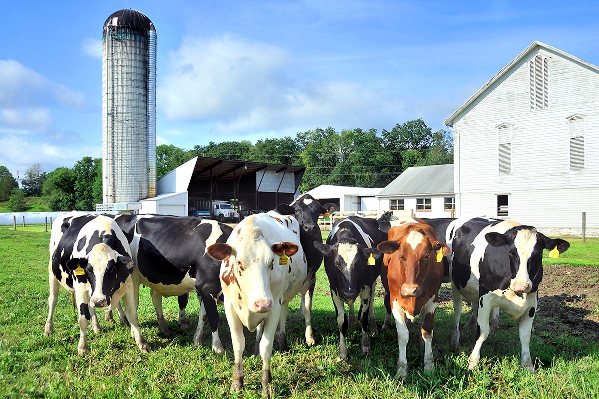 Datos Curiosos de las Vacas Lecheras que no Conocías