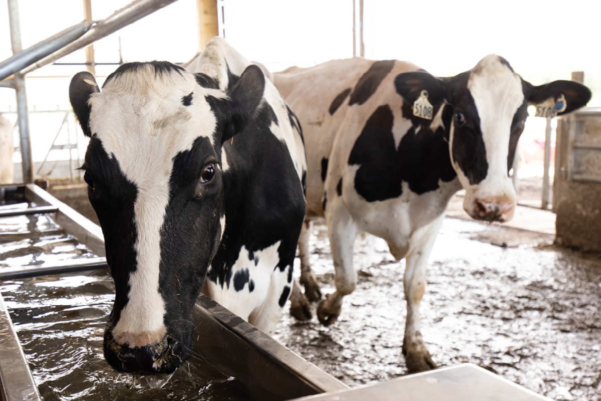 7 Maneras En Que Los Granjeros Lecheros Ayudan a Las Vacas a Combatir El Calor